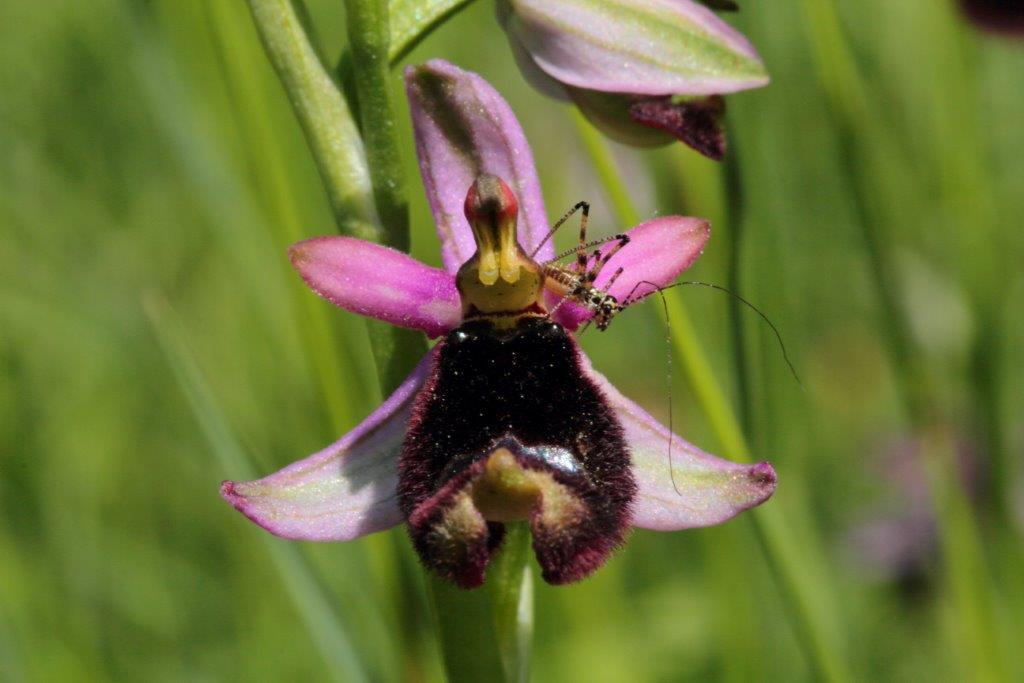 Ophrys bertolonii sub.nominale?